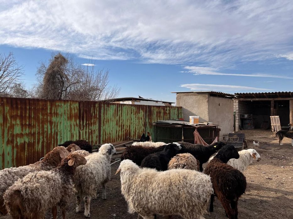 Қошқарлар сатылады