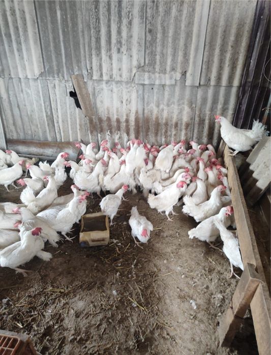 Несушка курица Леггорн