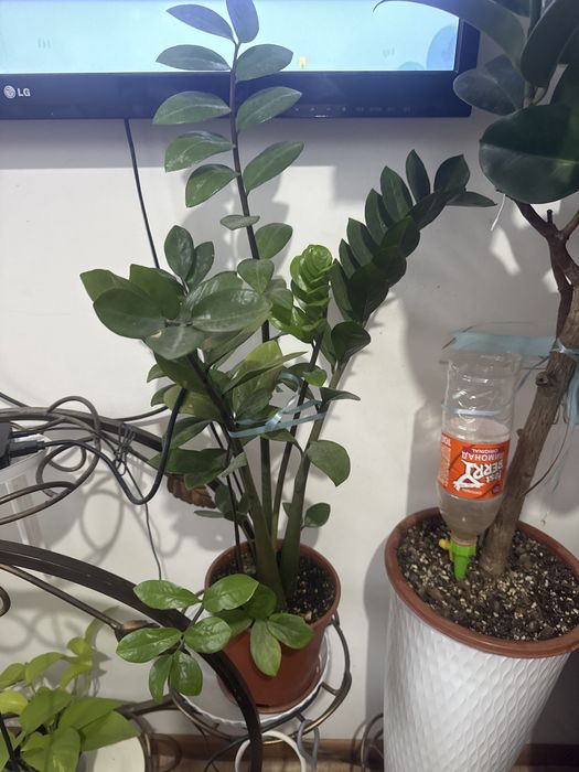 Уй гулдери срочно сатылады