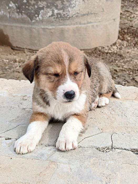 Corgi zotiga mansub kuchuk sotiladi