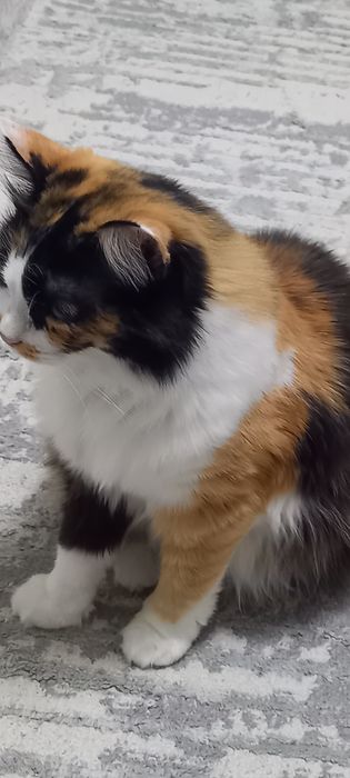 Отдаем кошек породистые