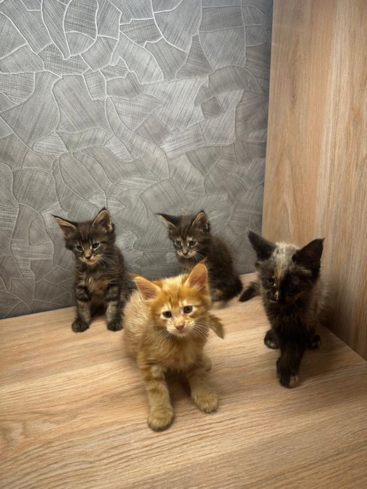 Продам шикарных котят.