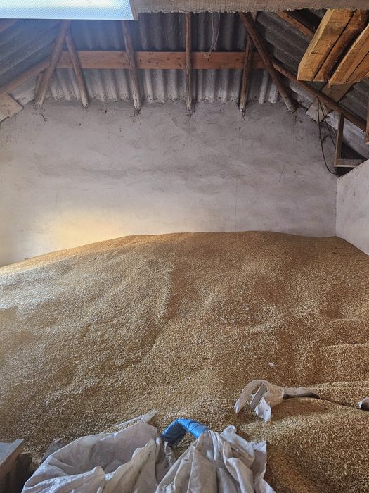 Orzoaica de primavara