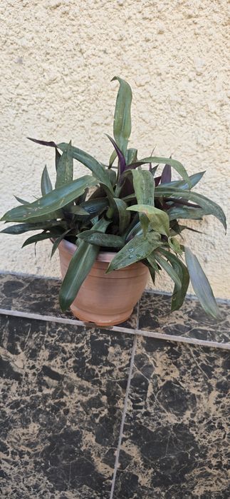 Комнатное растение