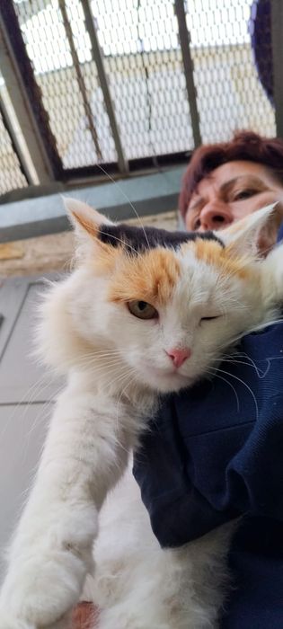 Кошка стерилизованная