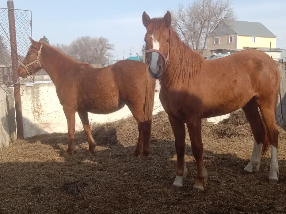 Продам две кобылы