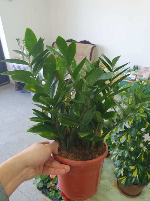 Zamiyakulkas замиякулькас