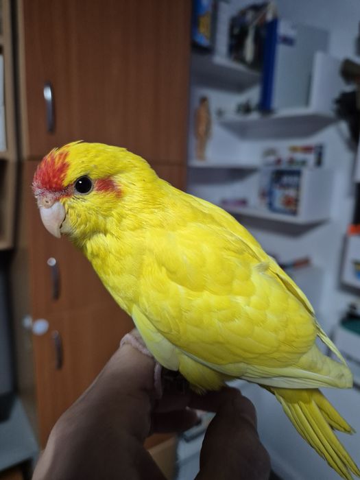 Kakariki crescuti la mana, foarte blanzi