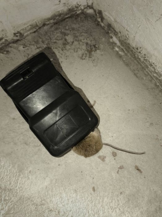 Мышеловка для дома,новые.