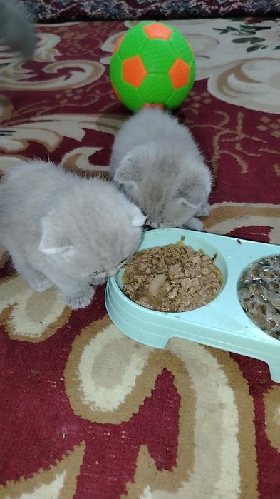 Sof zotli British mushukchalar sotiladi