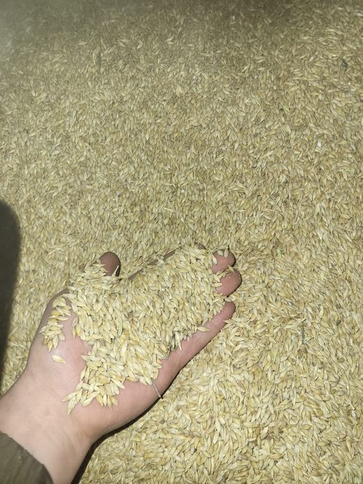 Ячмень Вакула продам можно на семена