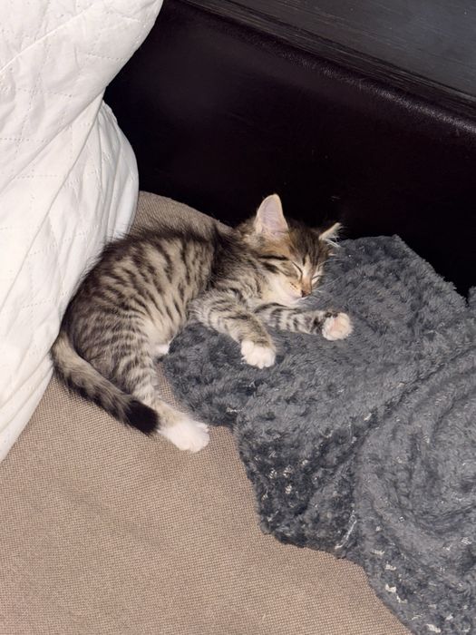 Котенок девочка бесплатно