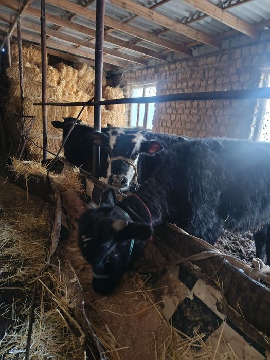 Буқалар сатылады