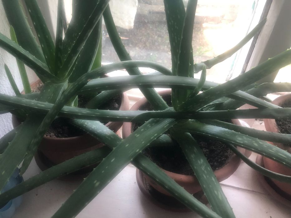 Алоэ домашний 5 летний