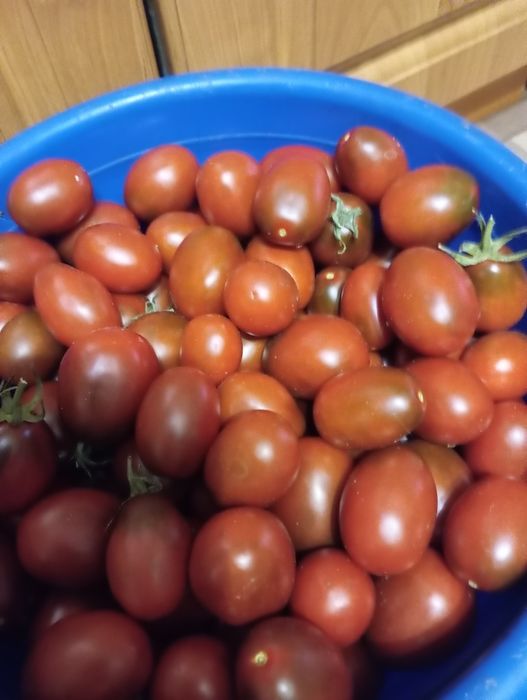 Продам засолочные помидоры