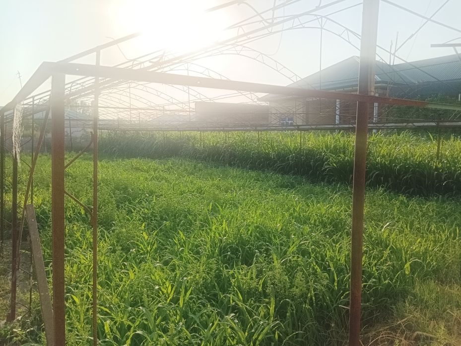 Parnik sotiladi 5 sotix