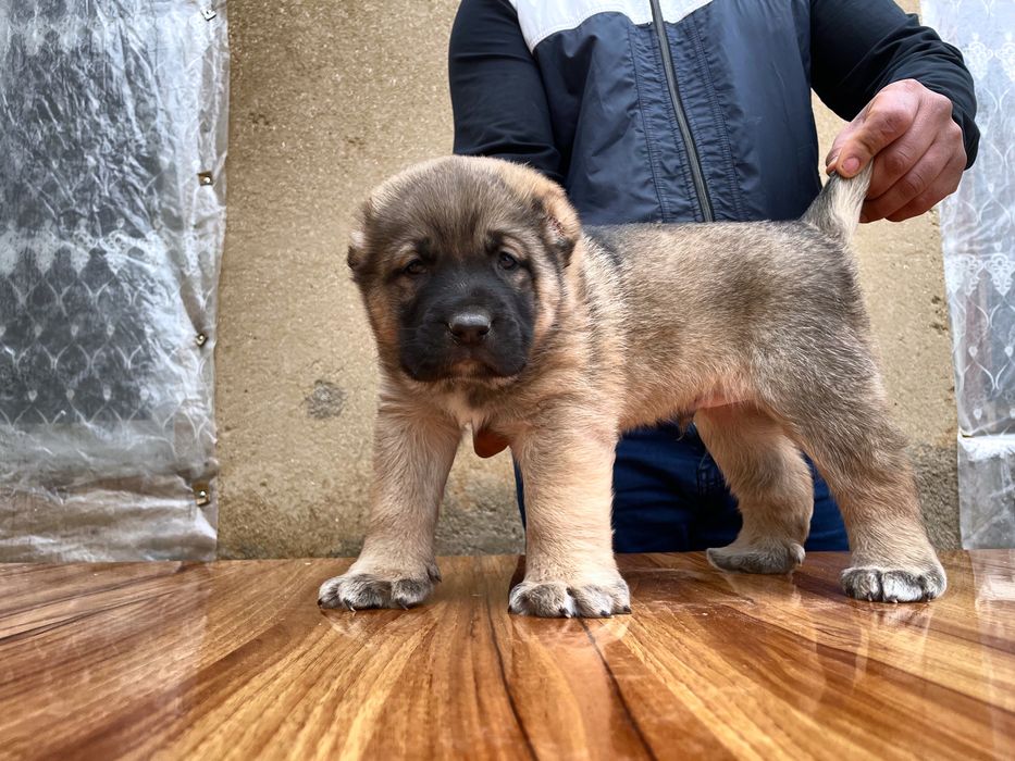 Щенок Турецкого Кангала ( чистокровный )