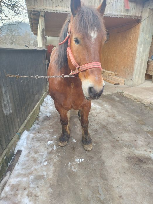 Cai pereche de vânzare