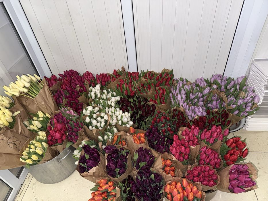 Свежие тюльпаны по 750 тг