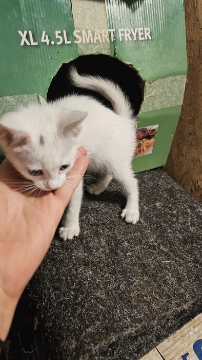 Котенца малки на 50 дни .