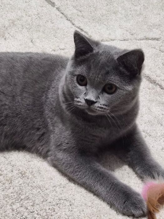 Продам британец короткошеостный