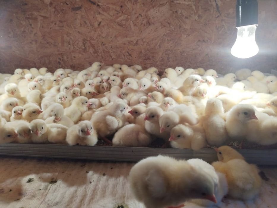 Бройлерные цыплята