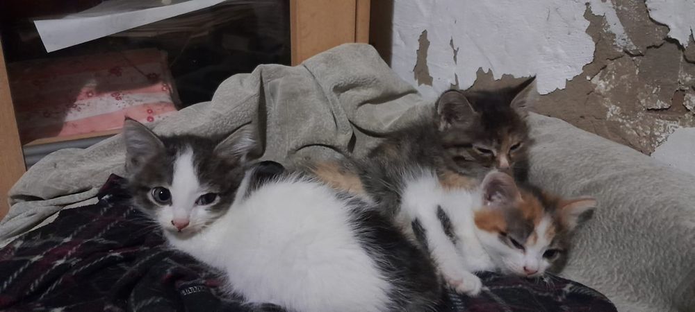 Отдам в хорошие руки котят