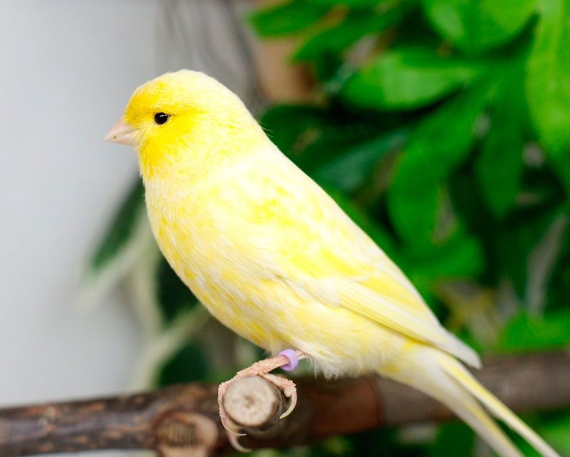 Канарейкала сотилади