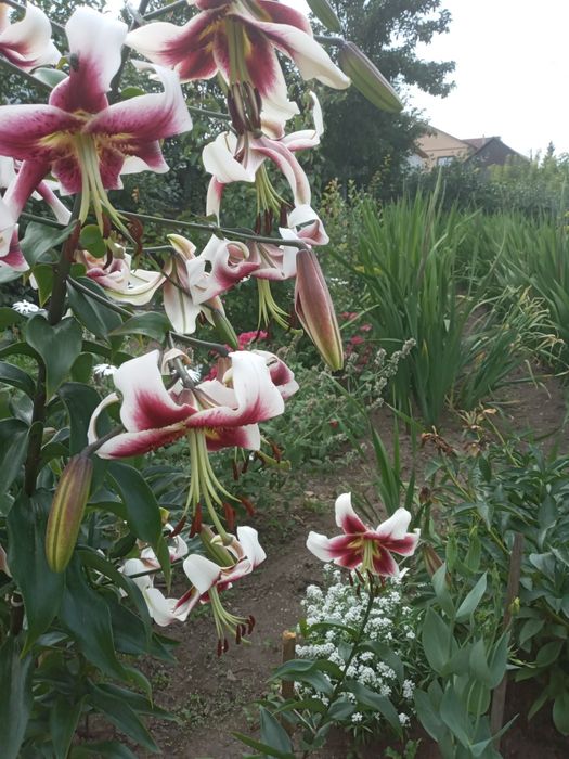 Лилии очень красивые