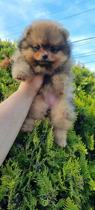 Померан  померан