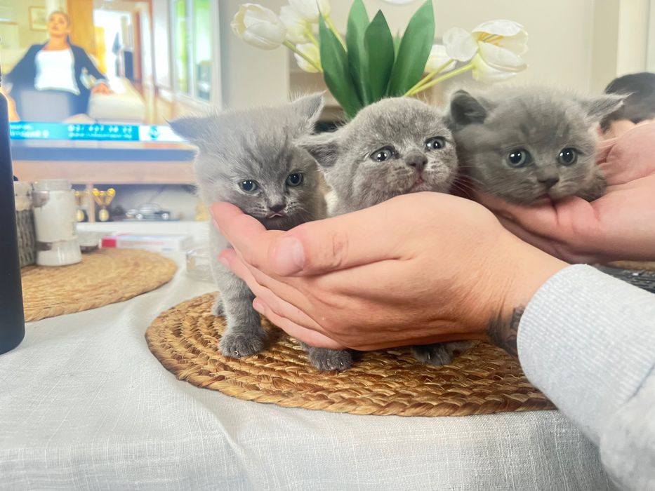 Продава британски късокосмести котета