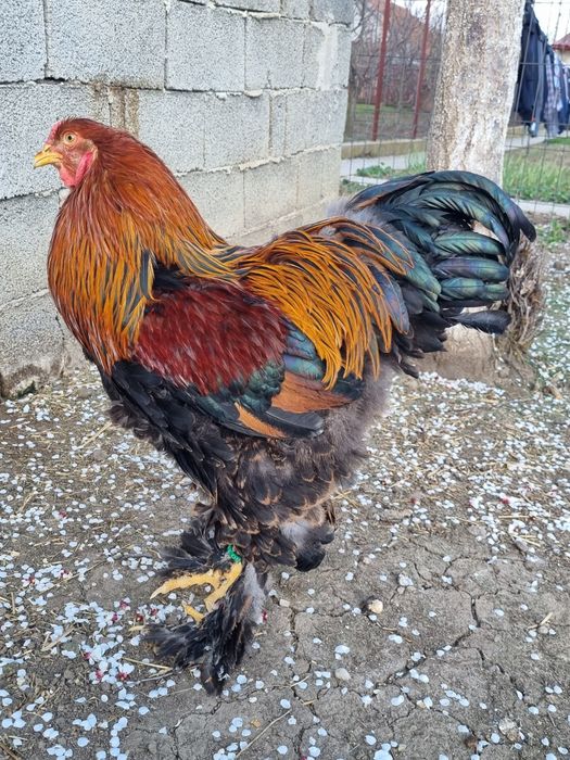 Vând cocoș brahma potarnichiu