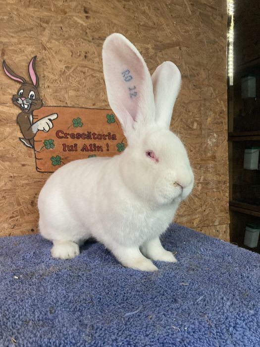 Masculi urias german alb