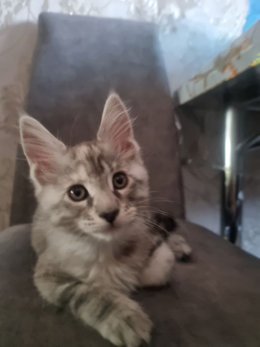 Чистокровные котята Мейн-кун