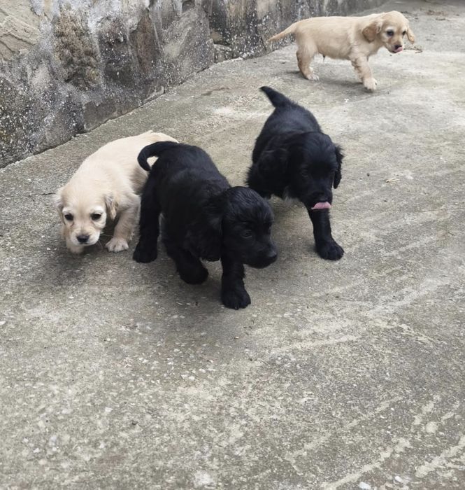 Продавам кученца кокер шпаньол