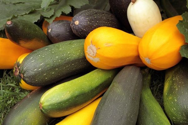 Продам КАБОЧКИ Домашние