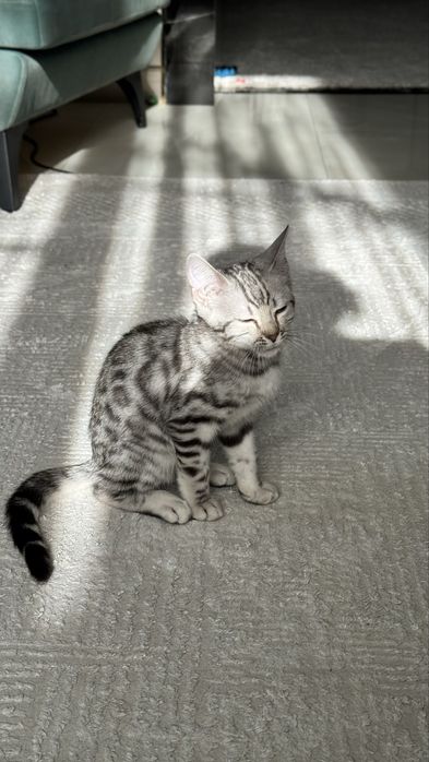 Срочно продам бенгала мальчик