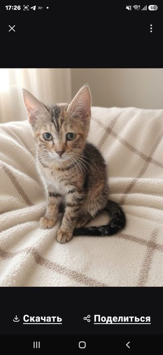 Выбор большой котят