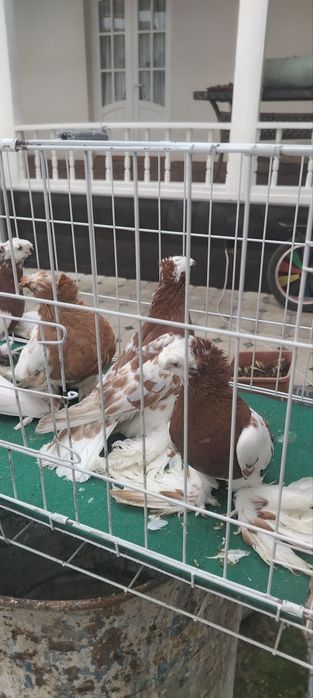 Голуби Двухчубые Продажа