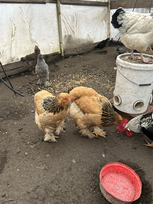 Brahma Columbia, HD si Albastru