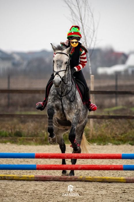 Vand Cal Pentru Echitație