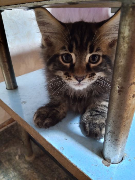 Продаются котята Мейн кун