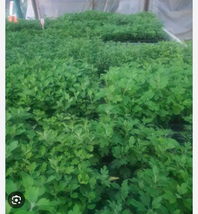 Vând răsad de crizanteme multiflora