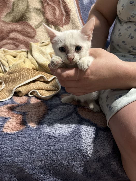 Отдаю маленьких котостей