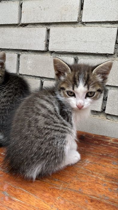 Котята 2кота/2кошки