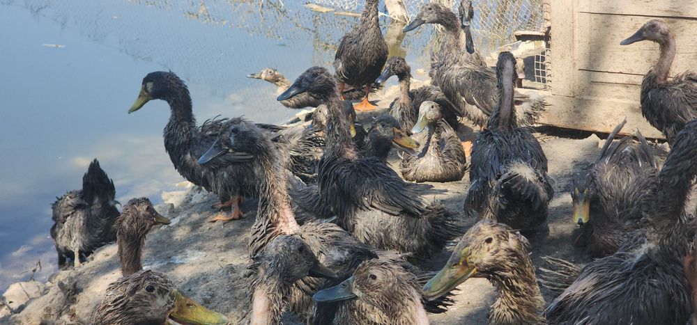 ORDAK TUXUMLARI ISTEMOL UCHUN Урдак Тухуми Утиное Яйцо для потребления