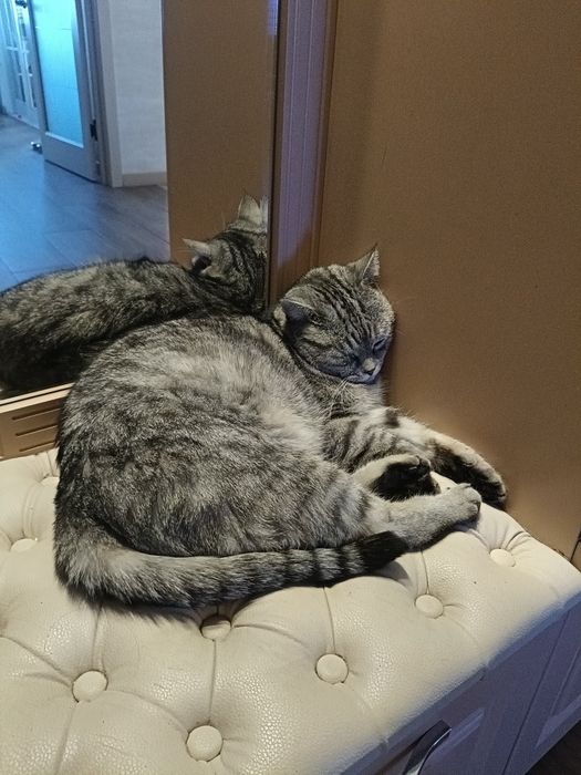 Отдам кота в добрые руки