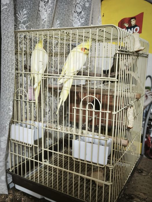 Vând 2 papagali nimfă+cușcă 650
