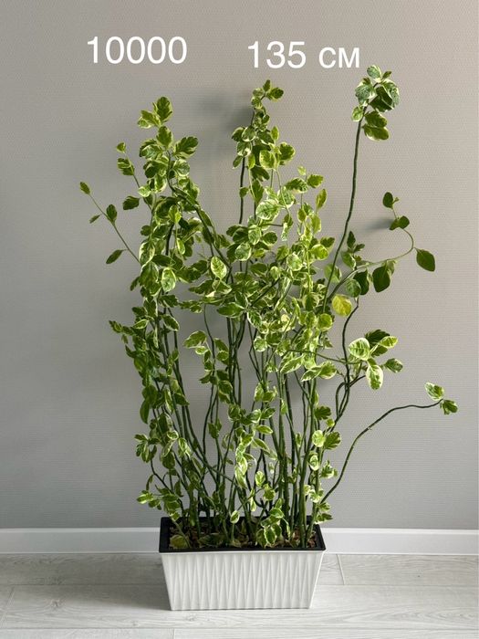 Продам большие комнатные цветы