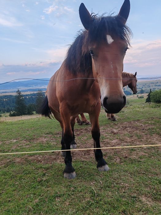 Vând mânză 1 an și 2 luni